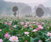 翠雷山垦殖场天气预报