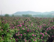 榆山街道天气预报