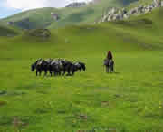 甘南州天气预报